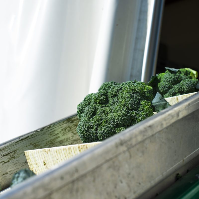 exportación de vegetales frescos desde México