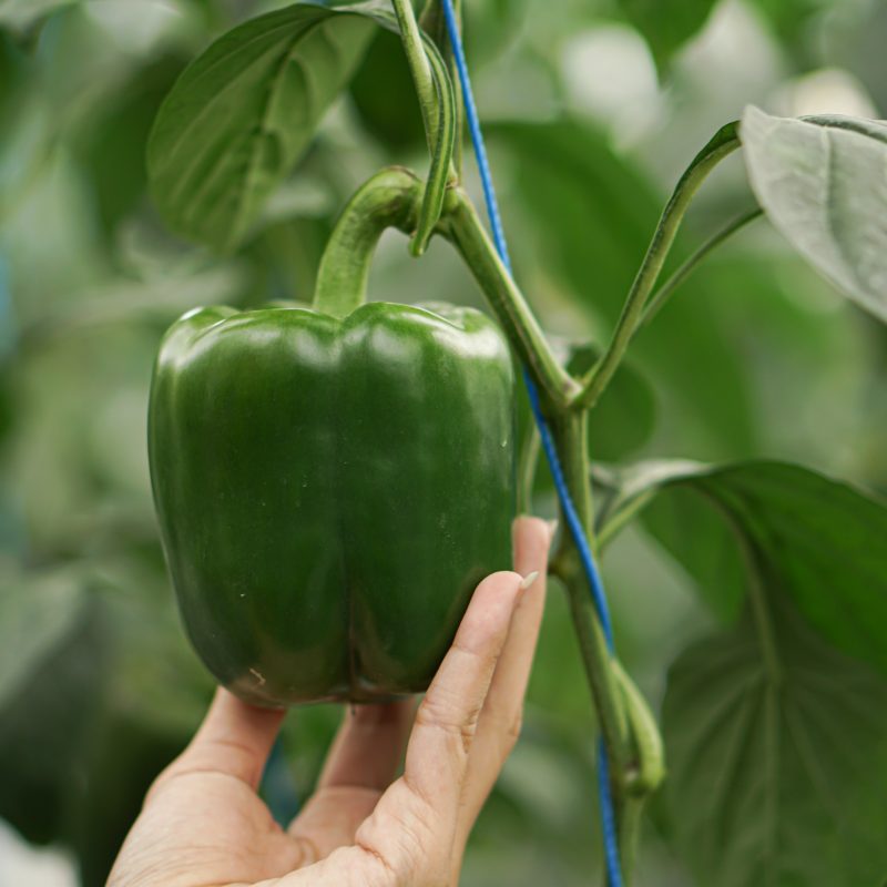 Papi’s Peppers: pimiento fresco de México para exportación internacional