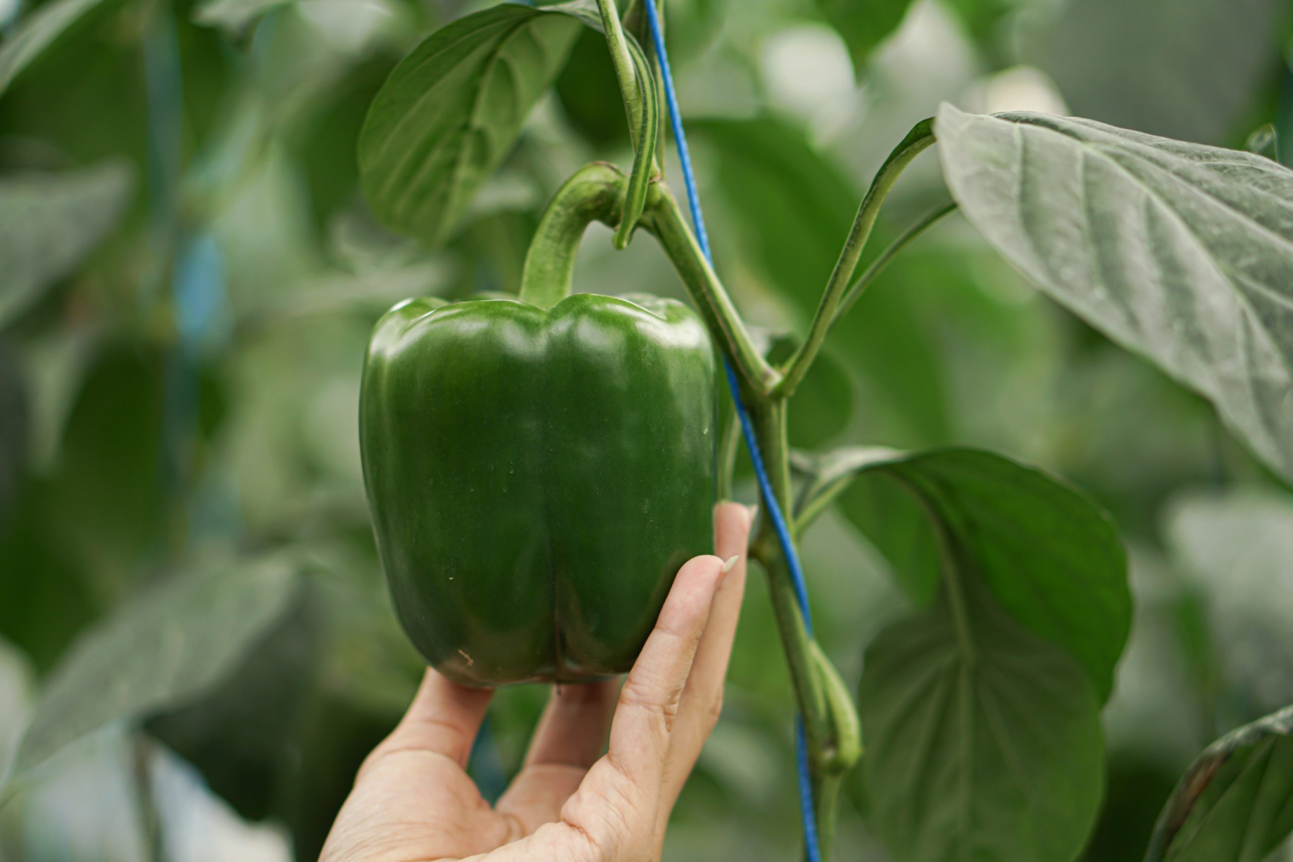 Papi’s Peppers: pimiento fresco de México para exportación internacional