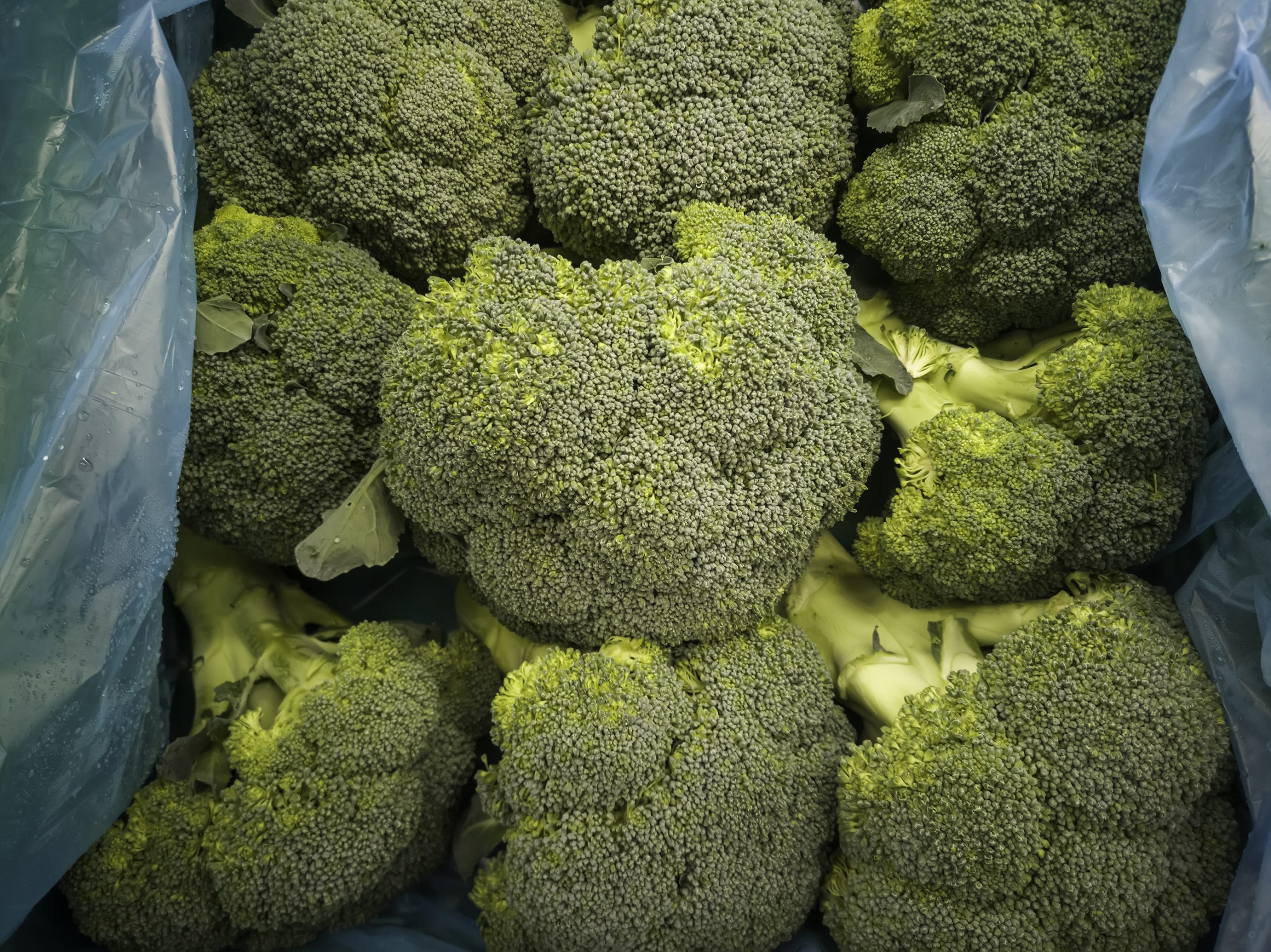 estándares de calidad en la exportación de vegetales frescos