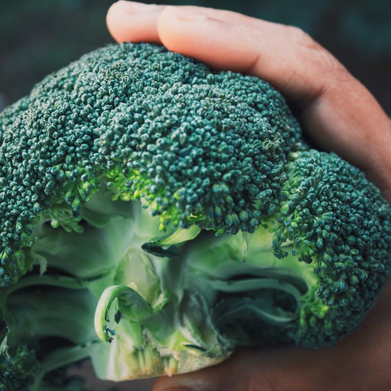 ￼￼estándares de calidad en la exportación de vegetales frescos
