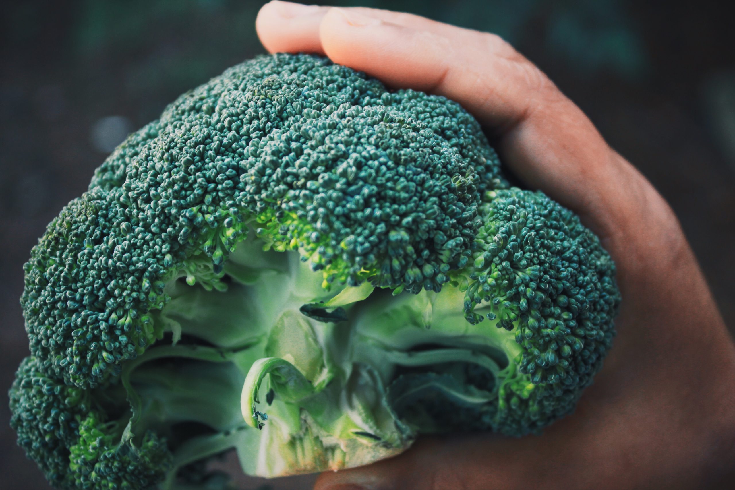 ￼￼estándares de calidad en la exportación de vegetales frescos