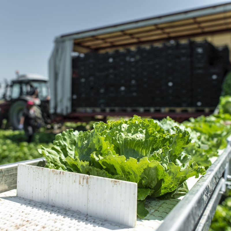 Del campo mexicano a Norteamérica: cómo llega un vegetal fresco a los mercados internacionales
