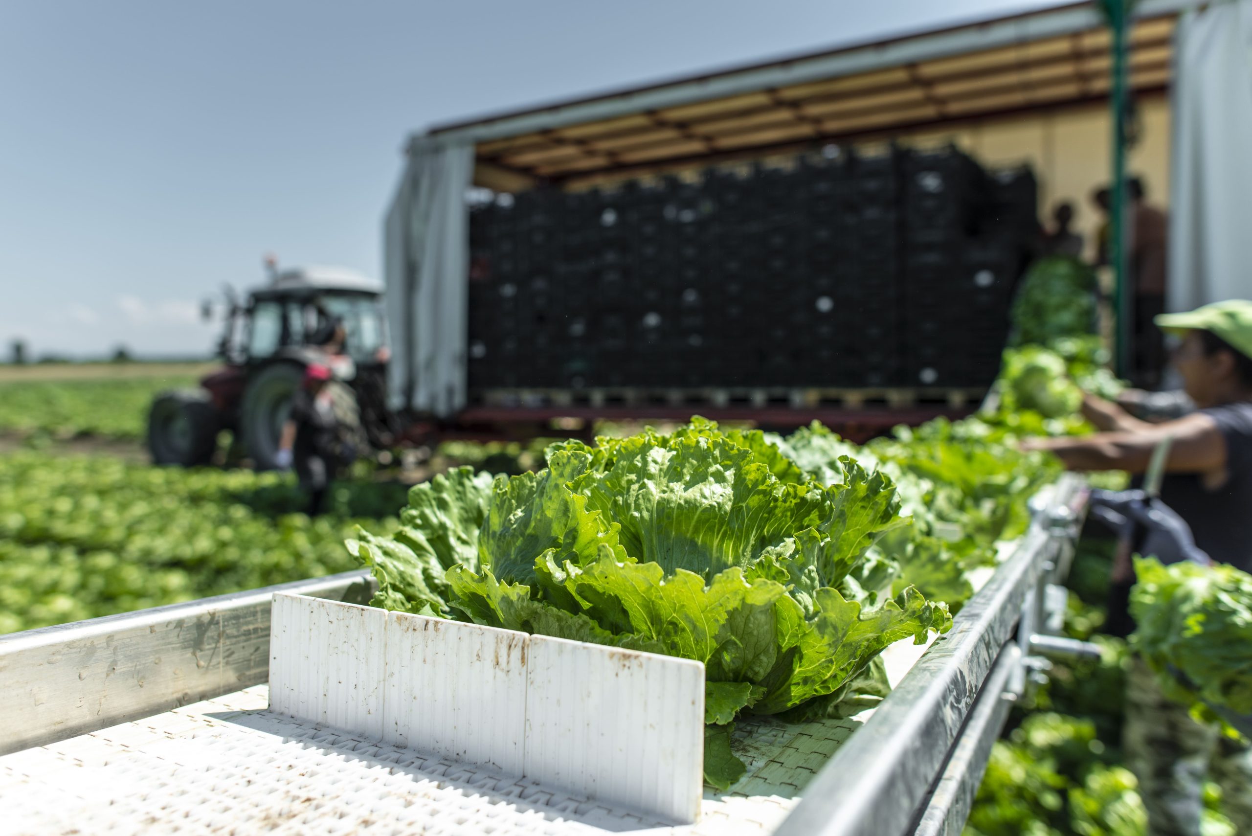 Del campo mexicano a Norteamérica: cómo llega un vegetal fresco a los mercados internacionales